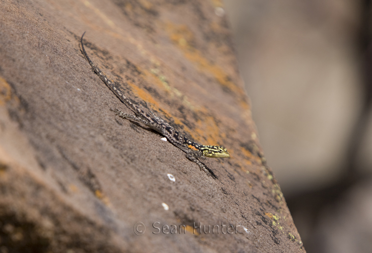 Female agama lizard on a rock, Klip River Valley, Namibia