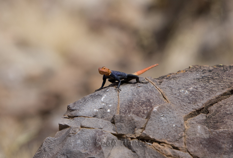 Male agama lizard on rock, Klip River Valley, Namibia