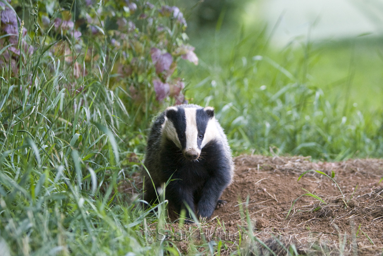 Eurasian badger by sett entrance at the edge of a wheat field