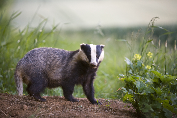 Eurasian badger by sett entrance at the edge of a wheat field