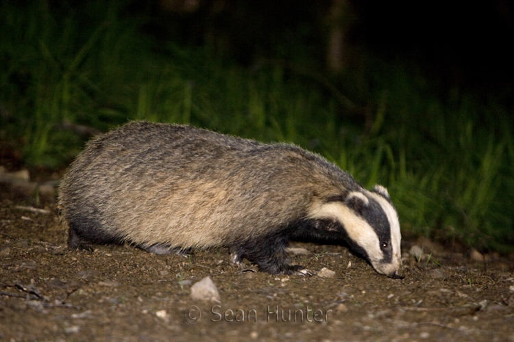 Badgers