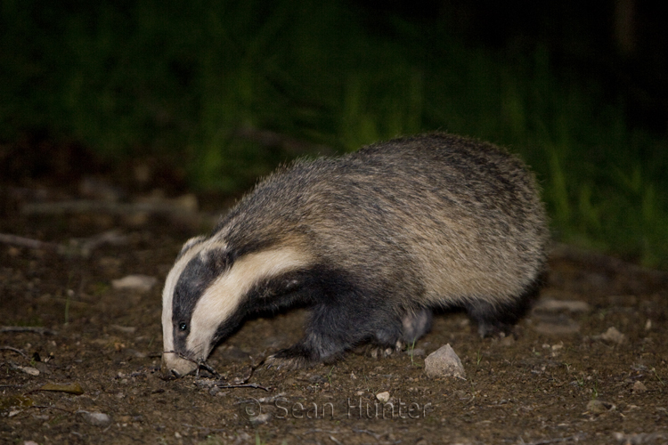 Badgers