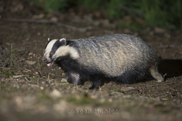 Badgers