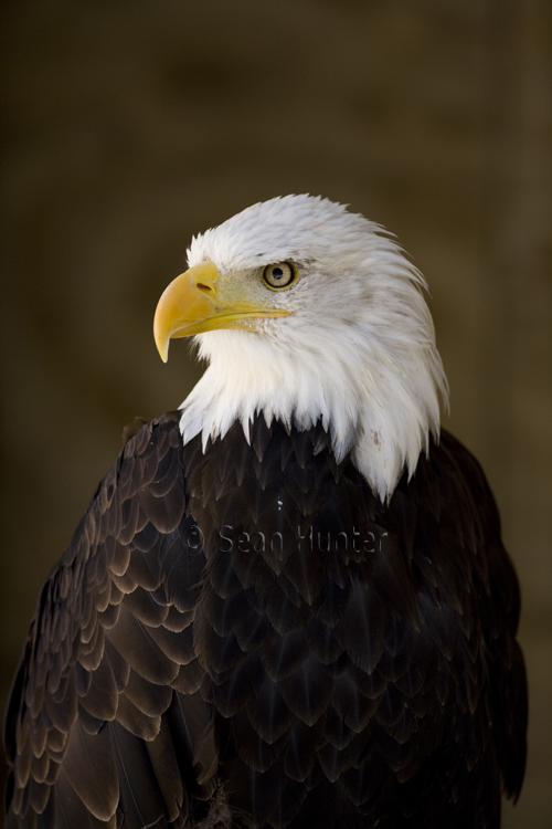 Bald eagle portrait