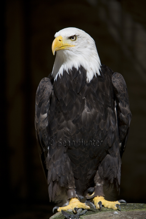 Bald eagle portrait