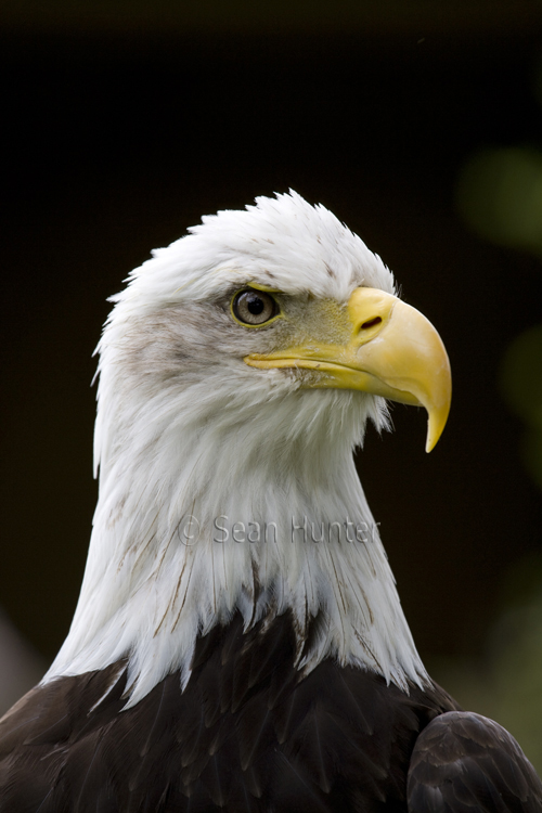 Bald eagle portrait