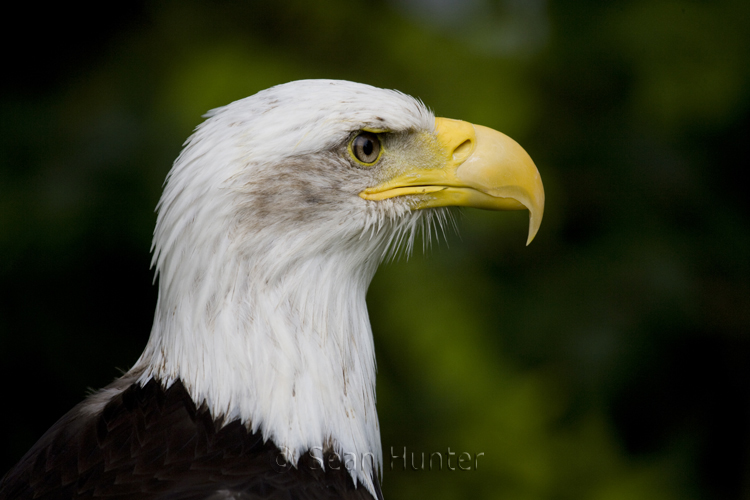 Bald eagle portrait