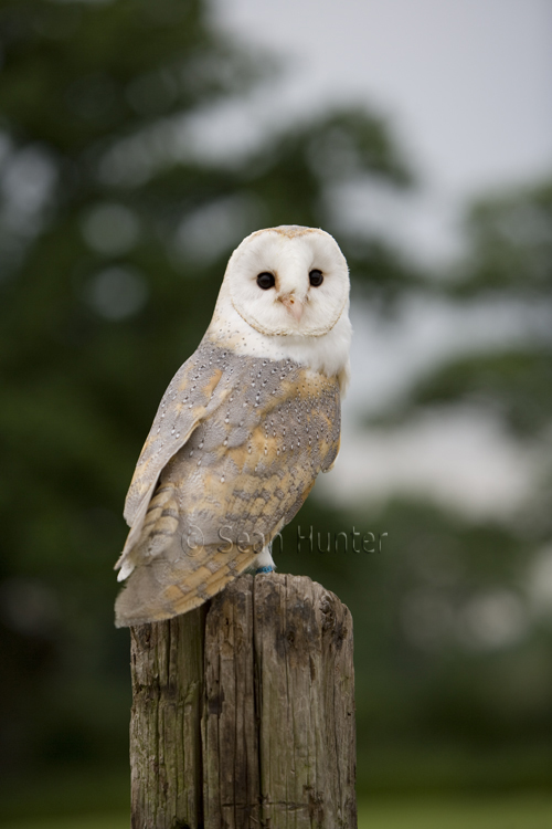 Female barn owl perched on stump
