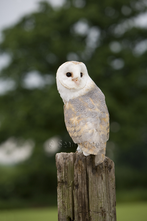Female barn owl perched on stump