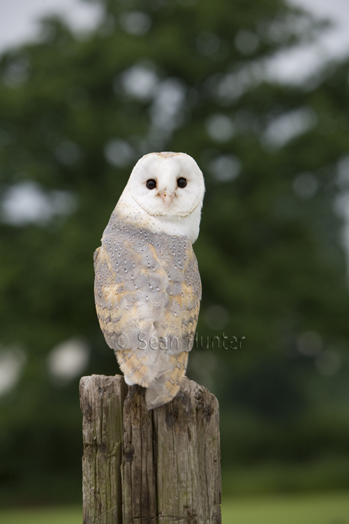 Female barn owl perched on stump