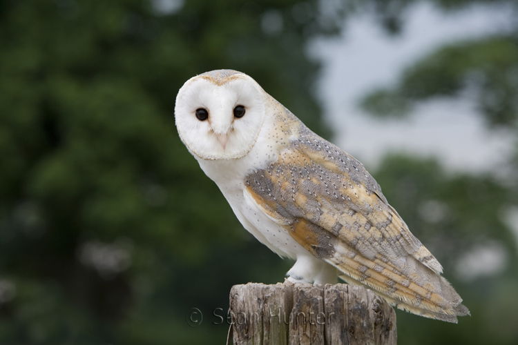 Female barn owl perched on stump