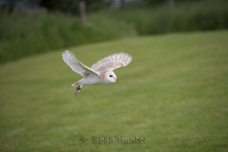Female barn owl in flight