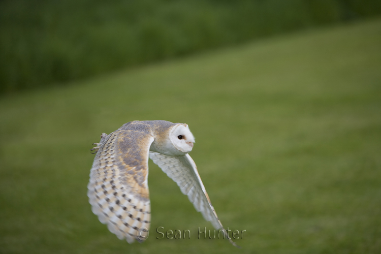 Female barn owl in flight