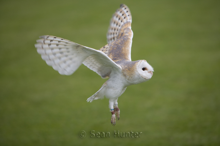 Female barn owl in flight
