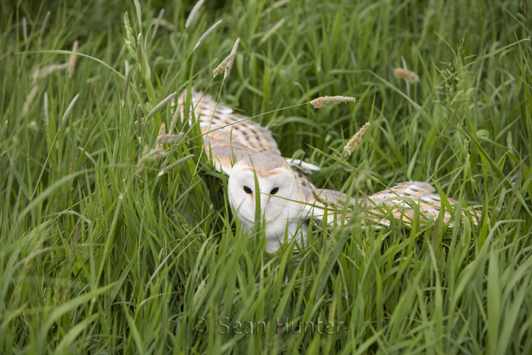 Female barn owl lands on prey in long grass