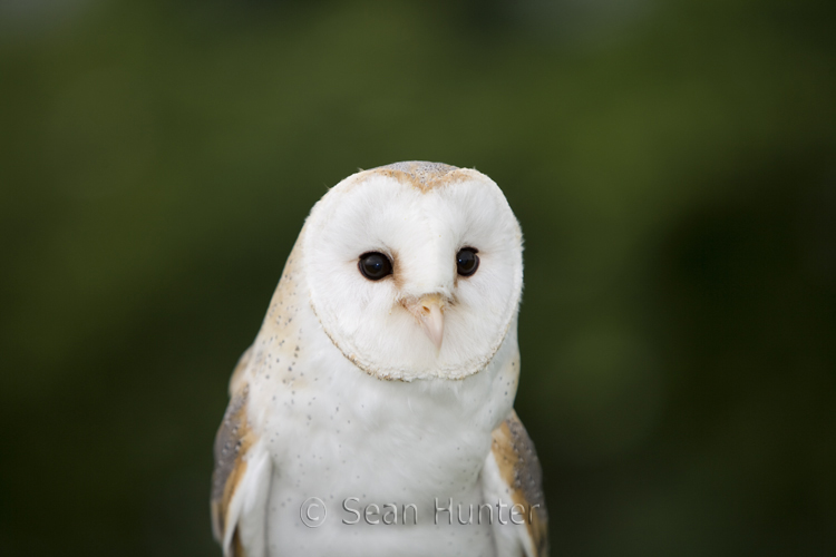 Female barn owl