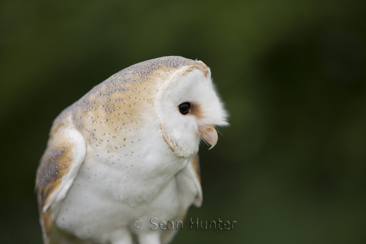 Female barn owl