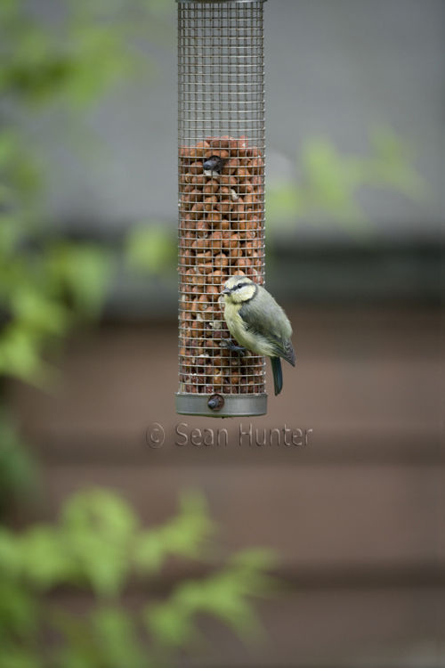 Blue tit on garden feeder