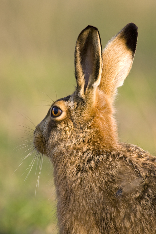 European brown hare portrait