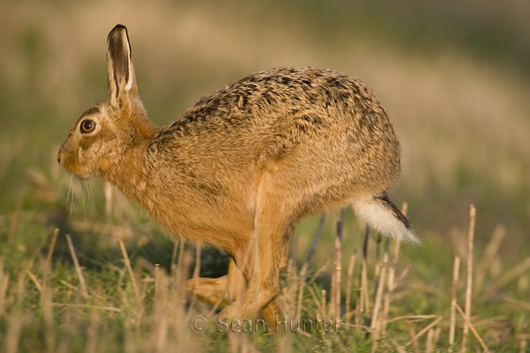 European brown hare