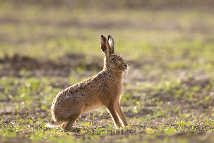 European brown hare