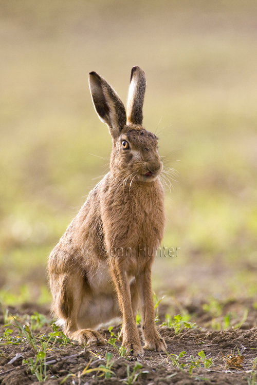 European brown hare in a stubble field sticks out tongue