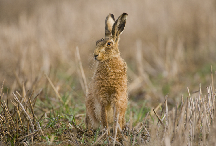 European brown hare in a stubble field