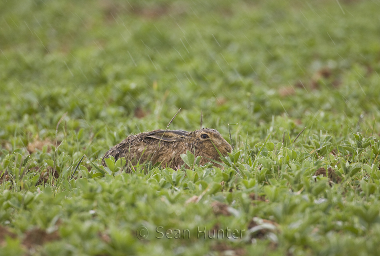European brown hare in the pouring rain