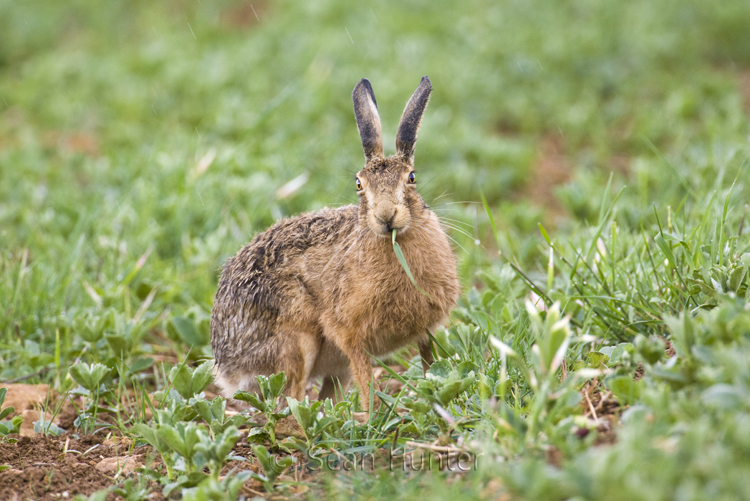 European brown hare eating grass at the edge of a field of spring beans