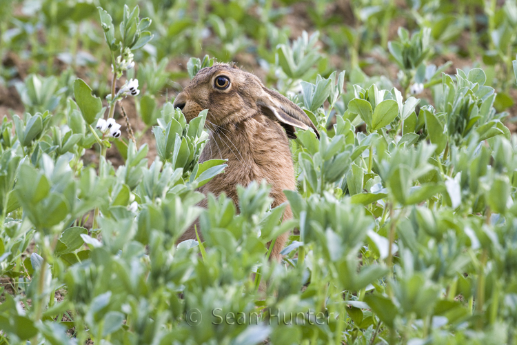 European brown hare in a field of spring beans