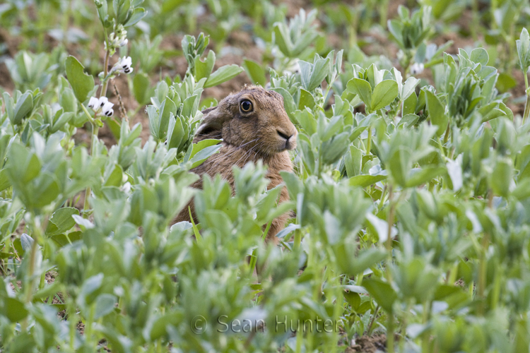 European brown hare in a field of spring beans