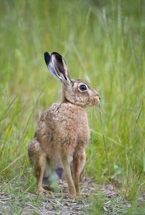 European brown hare in the long grass