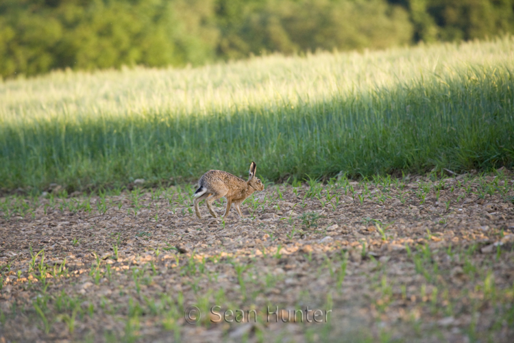 European brown hare