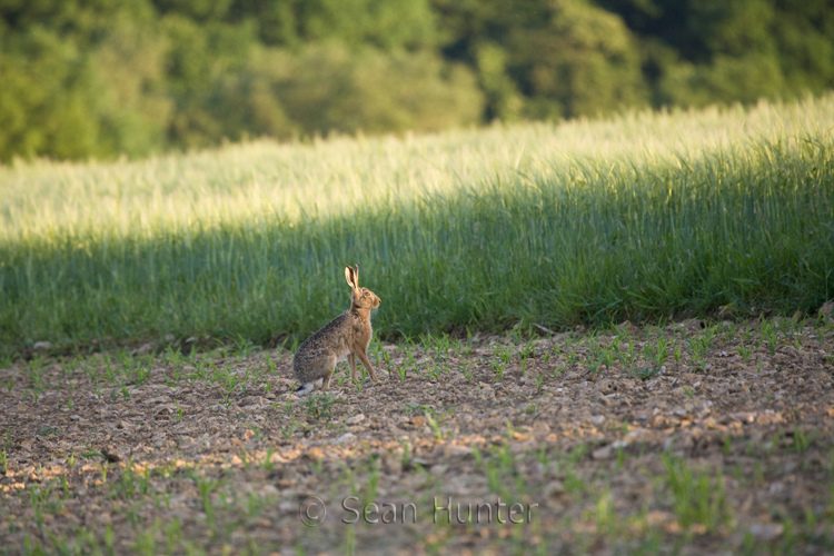European brown hare