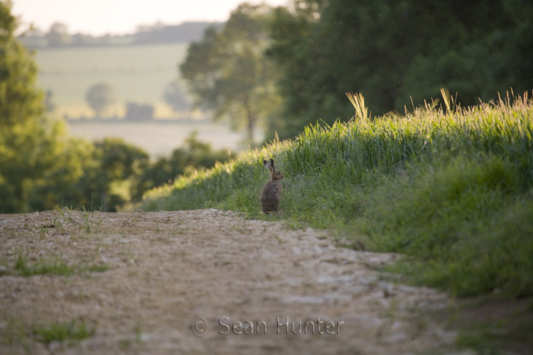 European brown hare