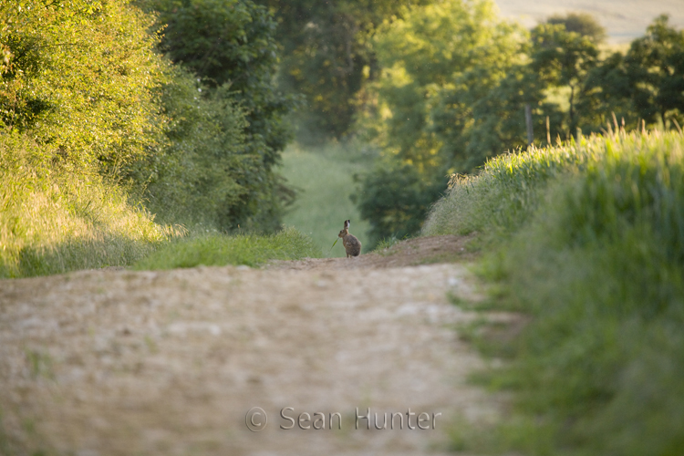 Sean Hunter Photography European Brown Hare