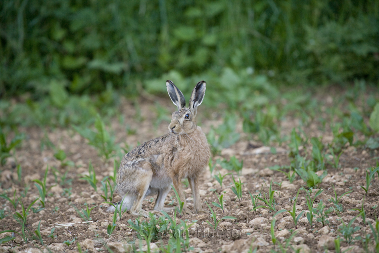 European brown hare