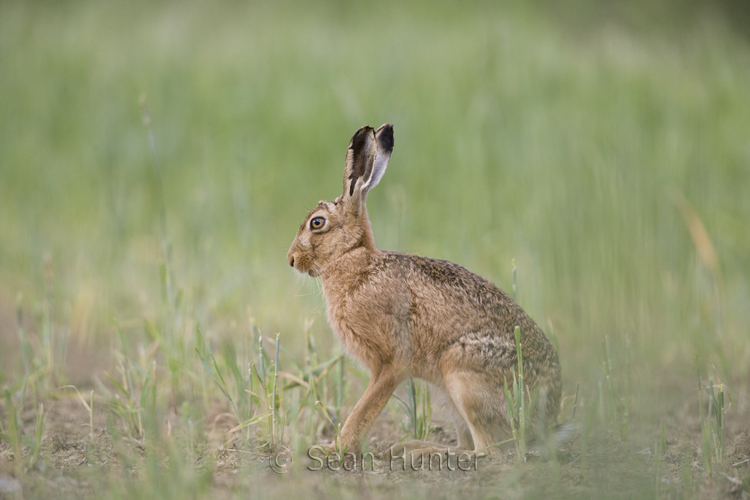 European brown hare
