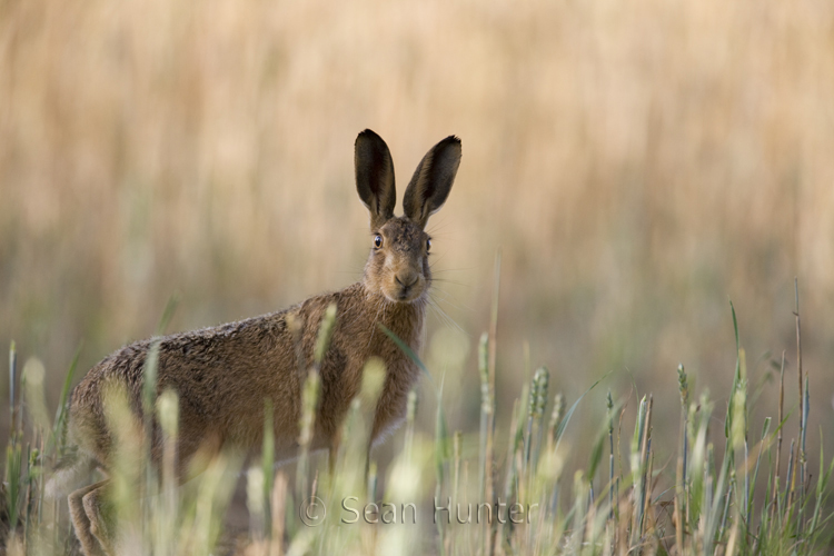 European brown hare