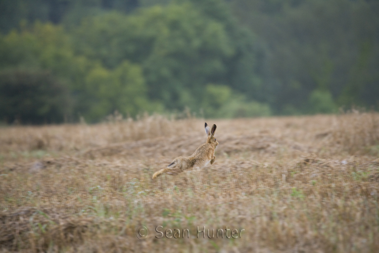 European brown hare