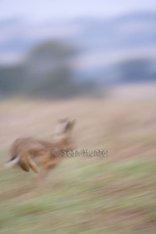 European brown hare running in a stubble field