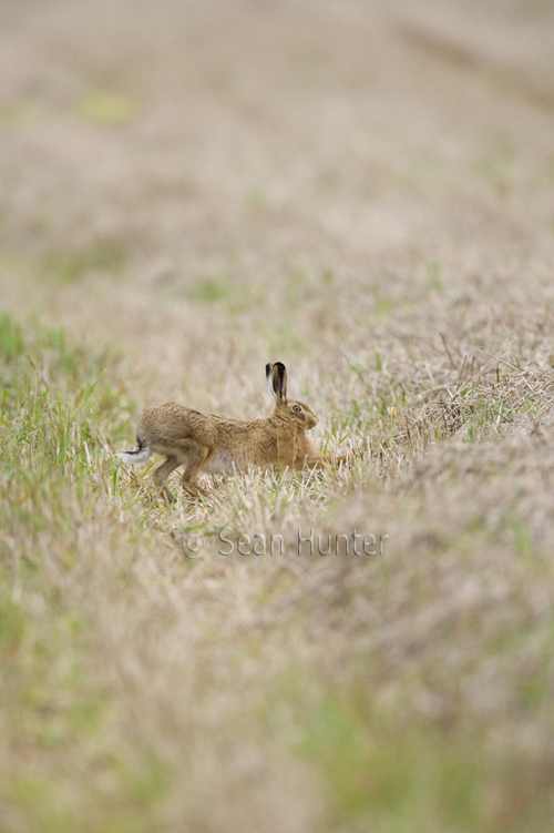 European brown hare stretching