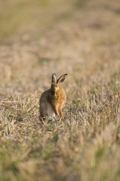 European brown hare grooming