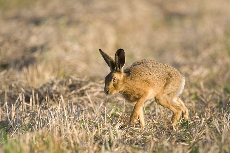 European brown hare