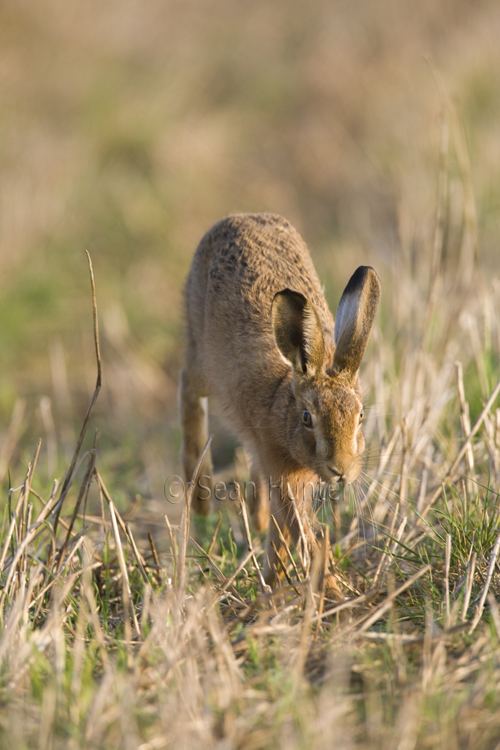 European brown hare