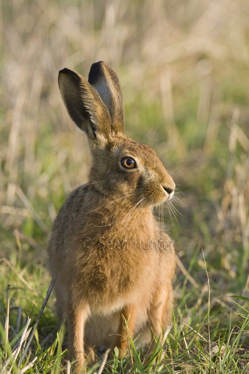 European brown hare