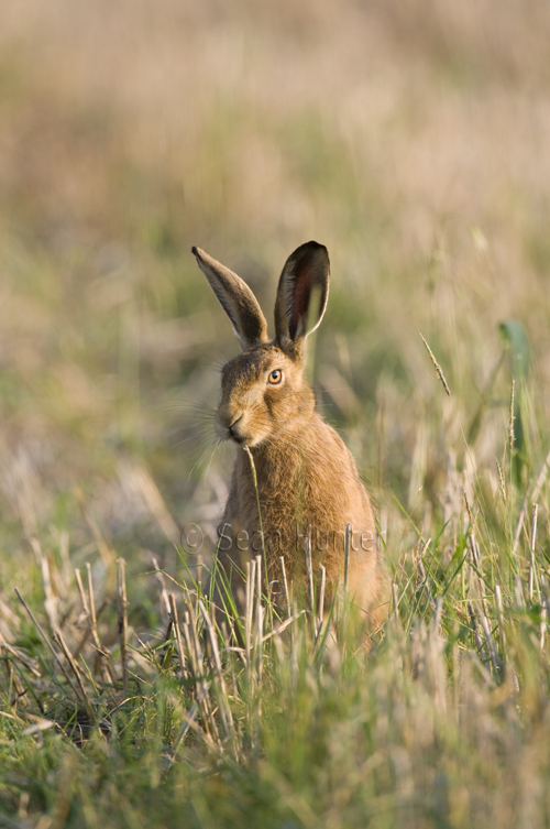 European brown hare