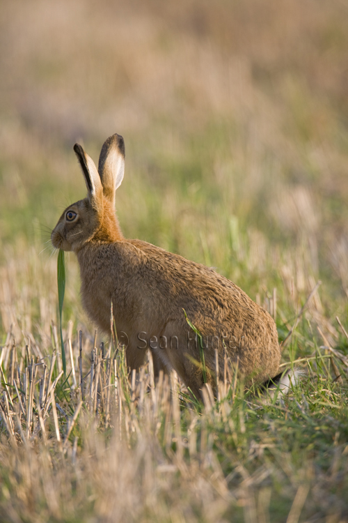 European brown hare eating green shoots