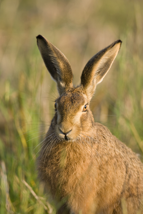 European brown hare