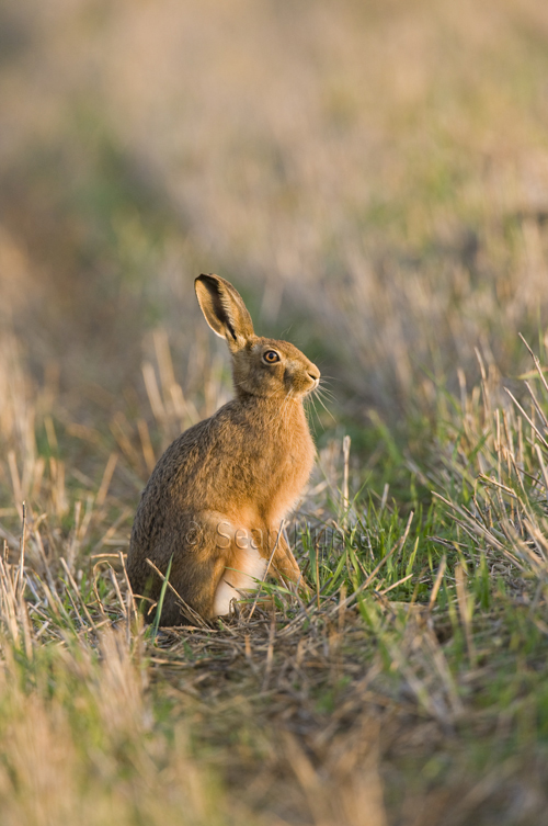 European brown hare